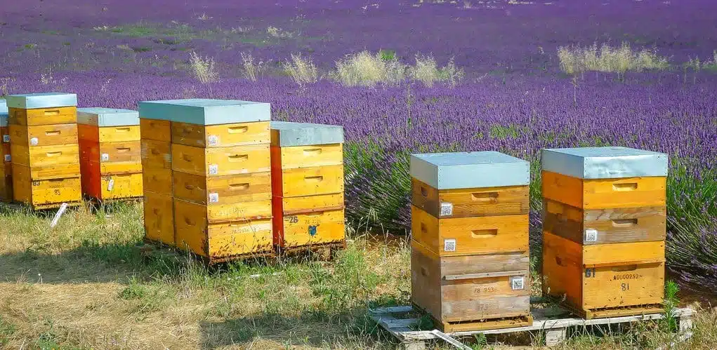 Comment savoir si un miel est de qualité ?  - À PROPOS DU MIEL