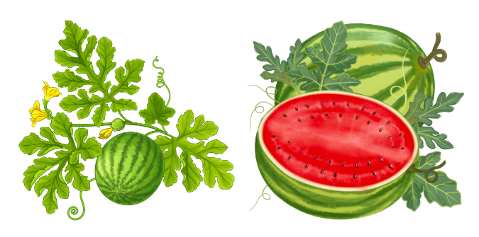 Food And It's Sources : watermelon