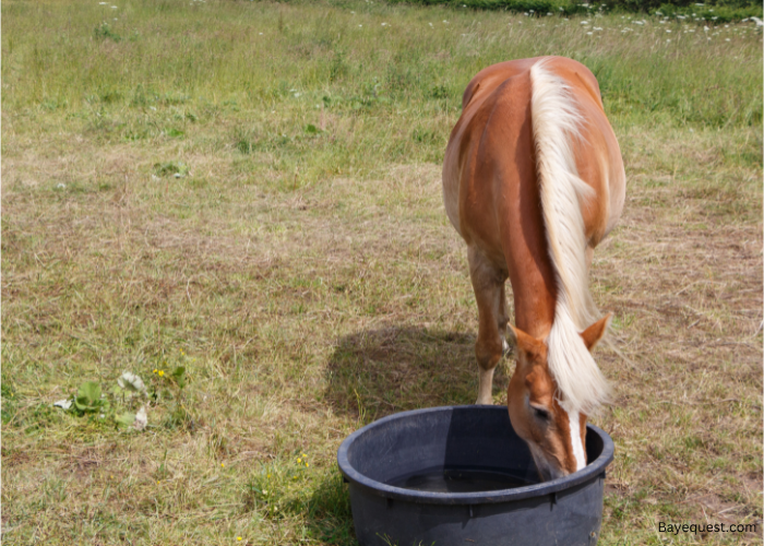 How to Keep Horse Water From Freezing Without Electricity