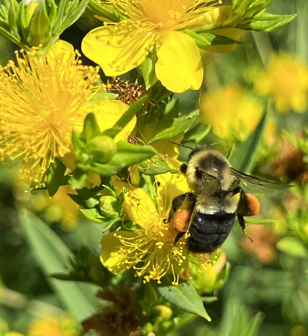  Bees have specialized hairs and pollen carrying structures as seen in the large filled pollen sacs of this Common Eastern Bumble Bee