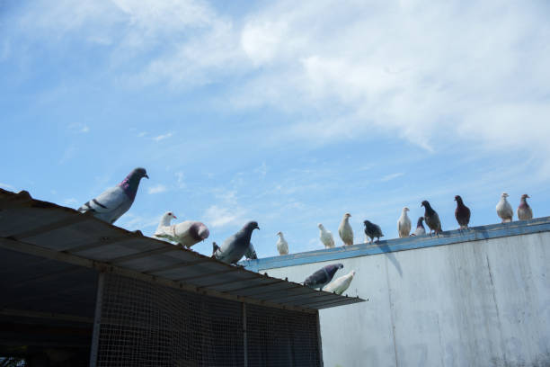 Protect your business with expert commercial pigeon control services from Green Machine Pest Control, ensuring a pigeon-free and sanitary environment for your property.