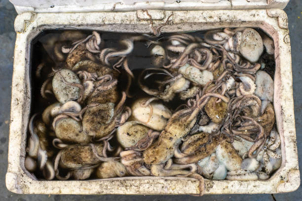 octopus for sale