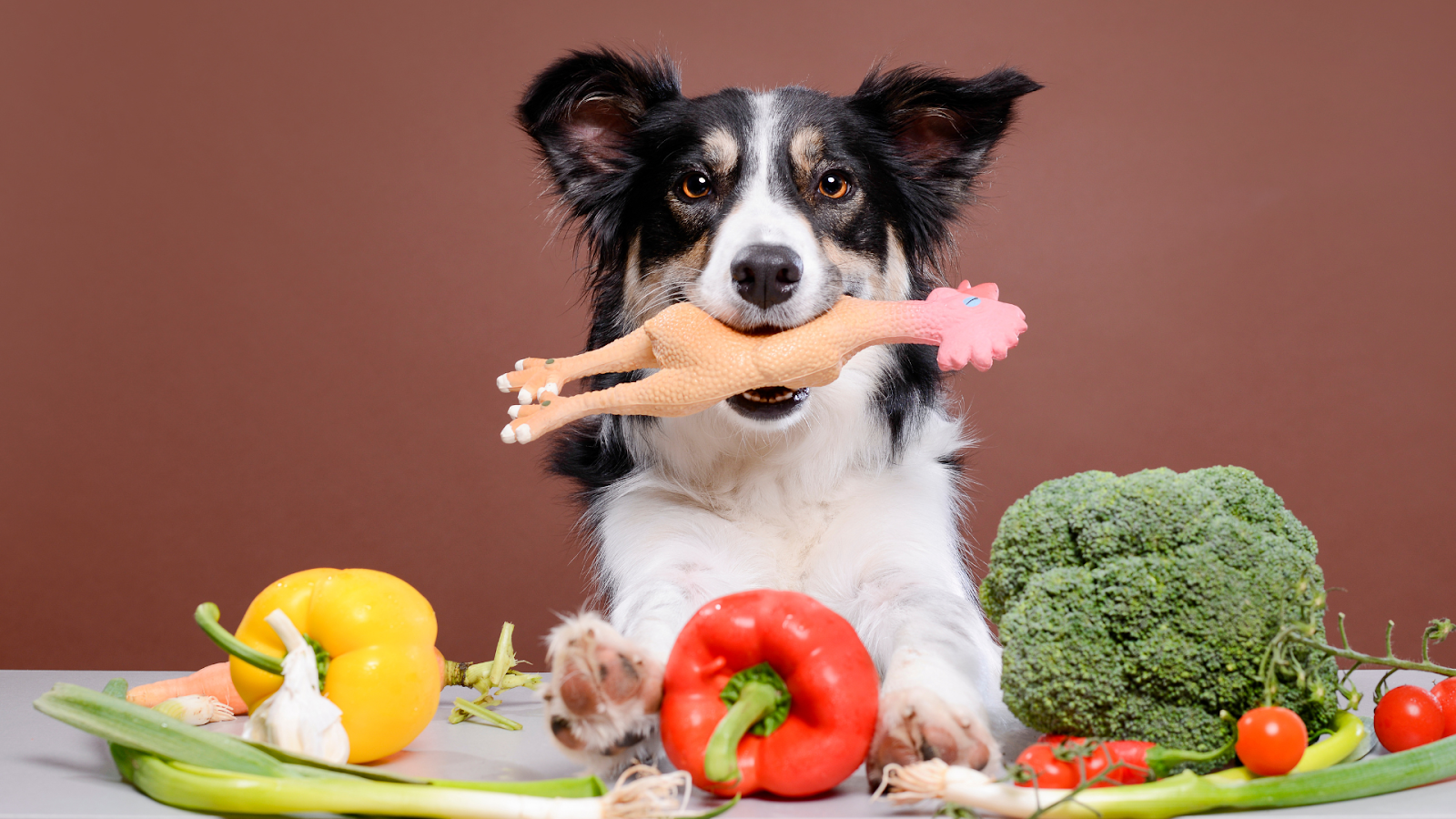 White and Black Dog with a Toy in his mouth surrounded by vegetables
