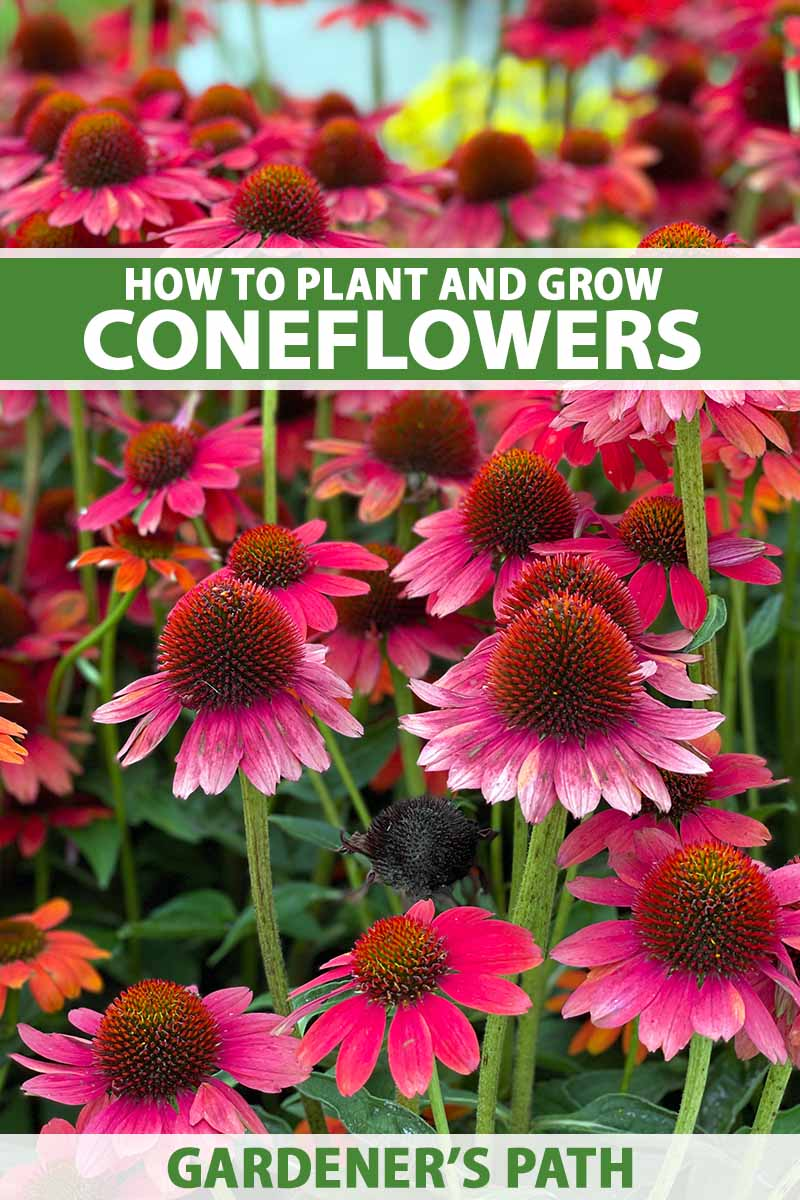 Planting & Care Guidelines for Coneflowers