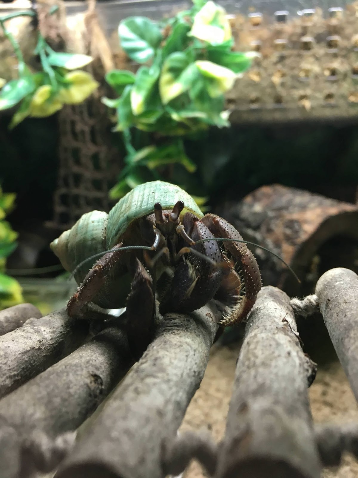 Hermit Crab Safe Plants