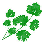 Coriander Leaf