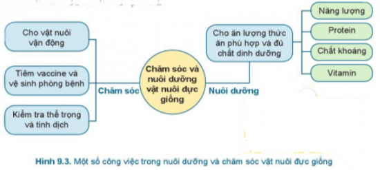 BÀI 9.NUÔI DƯỠNG VÀ CHĂM SÓC VẬT NUÔIMỞ ĐẦUCâu hỏi: Gia đình em đã hoặc đang chăn nuôi loại vật nuôi nào? Hãy kể một số công việc trong nuôi dưỡng và chăm sóc vật nuôi đó.Đáp án chuẩn:- Chó, gà, vịt.- Cung cấp thức ăn, vệ sinh chuồng trại, tắm cho vật nuôi, tiêm phòng 1. VAI TRÒ CỦA VIỆC NUÔI DƯỠNG VÀ CHĂM SÓC VẬT NUÔICâu hỏi : 1. Em hãy quan sát Hình 9.1 và chọn từ hoặc cụm từ thích hợp vào ô trồng với các cụm từ gợi ý sau: (a) khả năng sinh sản; (b) sức đề kháng; (c) nhiều; (d) sản phẩm; (e) chất lượng đàn con tốt; (g) khỏe mạnh.2. Em hãy cho biết vai trò của việc nuôi dưỡng và chăm sóc vật nuôi.Đáp án chuẩn:1. - (1)-(g) Khỏe mạnh- (2)-(b) Sức đề kháng- (3)-(d) Sản phẩm- (4)-(a) Khả năng sinh sản- (5)-(c) Nhiều- (6)-(e) Chất lượng đàn con tốt2. Tăng khối lượng, kích thước cơ thể và sản xuất sản phẩm chất lượng cao.2. NUÔI DƯỠNG VÀ CHĂM SÓC VẬT NUÔI2.1.Nuôi dưỡng và chăm sóc vật nuôi conCâu hỏi: Em hãy lựa chọn những công việc nuôi dưỡng và chăm sóc phù hợp cho gia súc, gia cầm non trong bảng 9.1.Đáp án chuẩn:Công việcGia súcGia cầmNuôi dưỡngCho vật nuôi bú sữa đầu ( sữa mẹ trong vài ngày đầu sau khi đẻ)x Tập ăn sớm với các loại thức ăn đủ chất dinh dưỡngxxChăm sócGiữ ấm cơ thểxxCho vật nuôi vận động, tắm nắngxxTiêm vaccine và vệ sinh phòng bệnhxxLuyện tập : 1. Em hãy nêu tên các công việc nuôi dưỡng và chăm sóc vật nuôi non trong Hình 9.22. Em hãy chỉ ra những lợi ích của từng công việc nuôi dưỡng và chăm sóc vật nuôi nonĐáp án chuẩn:1. - Hình 9.2a: Cho vật non ăn đủ chất dinh dưỡng sớm.- Hình 9.2b: Tiêm vaccine phòng bệnh.- Hình 9.2c: Vệ sinh chuồng nuôi.- Hình 9.2d: Vận động, tắm nắng cho vật nuôi.- Hình 9.2e: Cho vật nuôi bú sữa đầu.- Hình 9.2g: Sưởi ấm vật nuôi non.2. Giúp vật nuôi non chống lại bệnh tật.2.2. Nuôi dưỡng và chăm sóc vật nuôi đực giốngCâu hỏi: Em hãy nêu lợi ích của từng công việc nuôi dưỡng và chăm sóc vật nuôi đực giống trong Hình 9.3Đáp án chuẩn:Để vật nuôi có sức khỏe tốt, tránh mầm bệnh. 2.3.Nuôi dưỡng và chăm sóc vật nuôi cái sinh sảnCâu hỏi: Em hãy lựa chọn những công việc nuôi dưỡng, chăm sóc gia súc cái sinh sản thích hợp cho từng giai đoạn trong Bảng 9.2Đáp án chuẩn:Công việcGiai đoạnHậu bịMang thaiNuôi conCho vật nuôi vận động thường xuyênx  Thường xuyên tắm chải x Cho ăn vừa đủ để không bị quá béo hay quá gầy x Cho ăn thức ăn có mức năng lượng và protein cao, đầy đủ chất khoáng và vitaminx xTiêm phòngxxxCho ăn đủ lượng thức ăn và đủ chất dinh dưỡng để thai phát triển tốt x Chuồng trại thông thoáng, khô sạch về mùa hè và ấm áp vào mùa đôngxxxVận động nhẹ nhàng x VD.1. Hãy nêu những công việc đã làm tốt, chưa tốt trong hoạt động chăn nuôi tại địa phương em và đưa ra biện pháp khắc phục.2. Em hãy liệt kê những công việc nuôi dưỡng và chăm sóc một loại vật nuôi phổ biến. Hãy đề xuất với gia đình hoặc những người chăn nuôi xung quanh thực hiện. Đáp án chuẩn:1.  HS tự quan sát thực tế tại gia đình và địa phương2. Thức ăn cho chó và nước uống, không gian3. LẬP KẾ HOẠCH , TÍNH TOÁN CHI PHÍ CHO VIỆC NUÔI DƯỠNG VÀ CHĂM SÓC GÀ THỊT THẢ VƯỜN