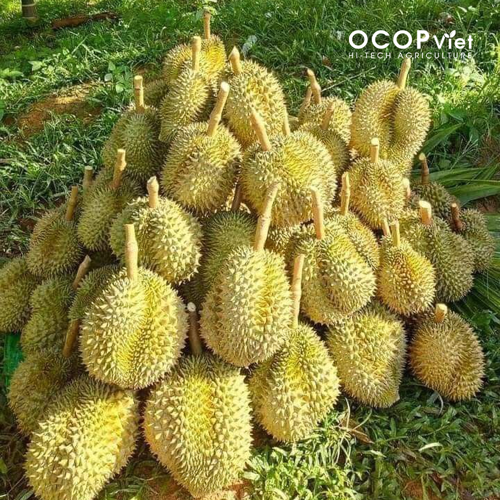 sầu riêng