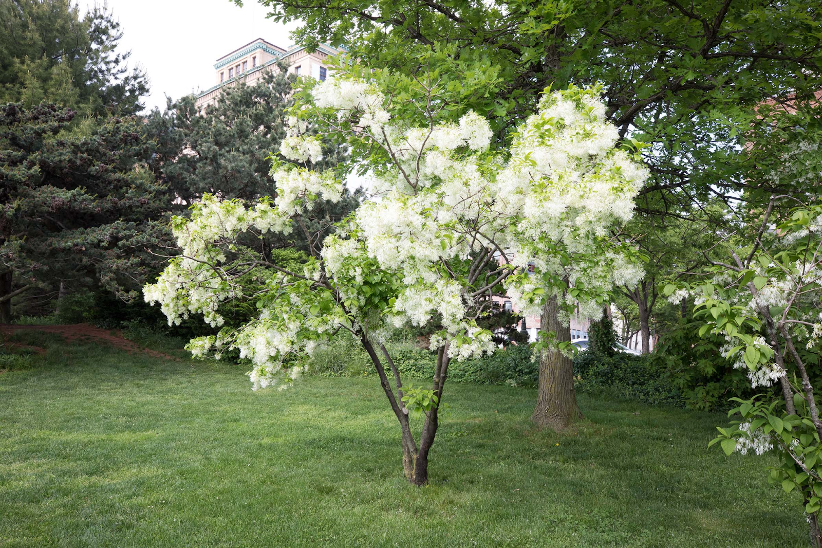 White Fringe Tree