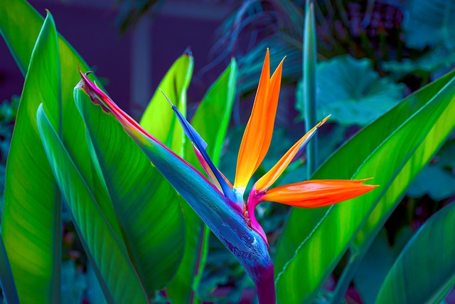 The Bird of Paradise plant