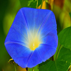 Blue Morning Glory Flower