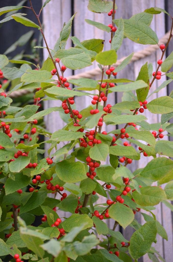 Ilex verticillata Winterberry Holly | Prairie Moon Nursery