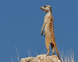 Image of Meerkat sentinel