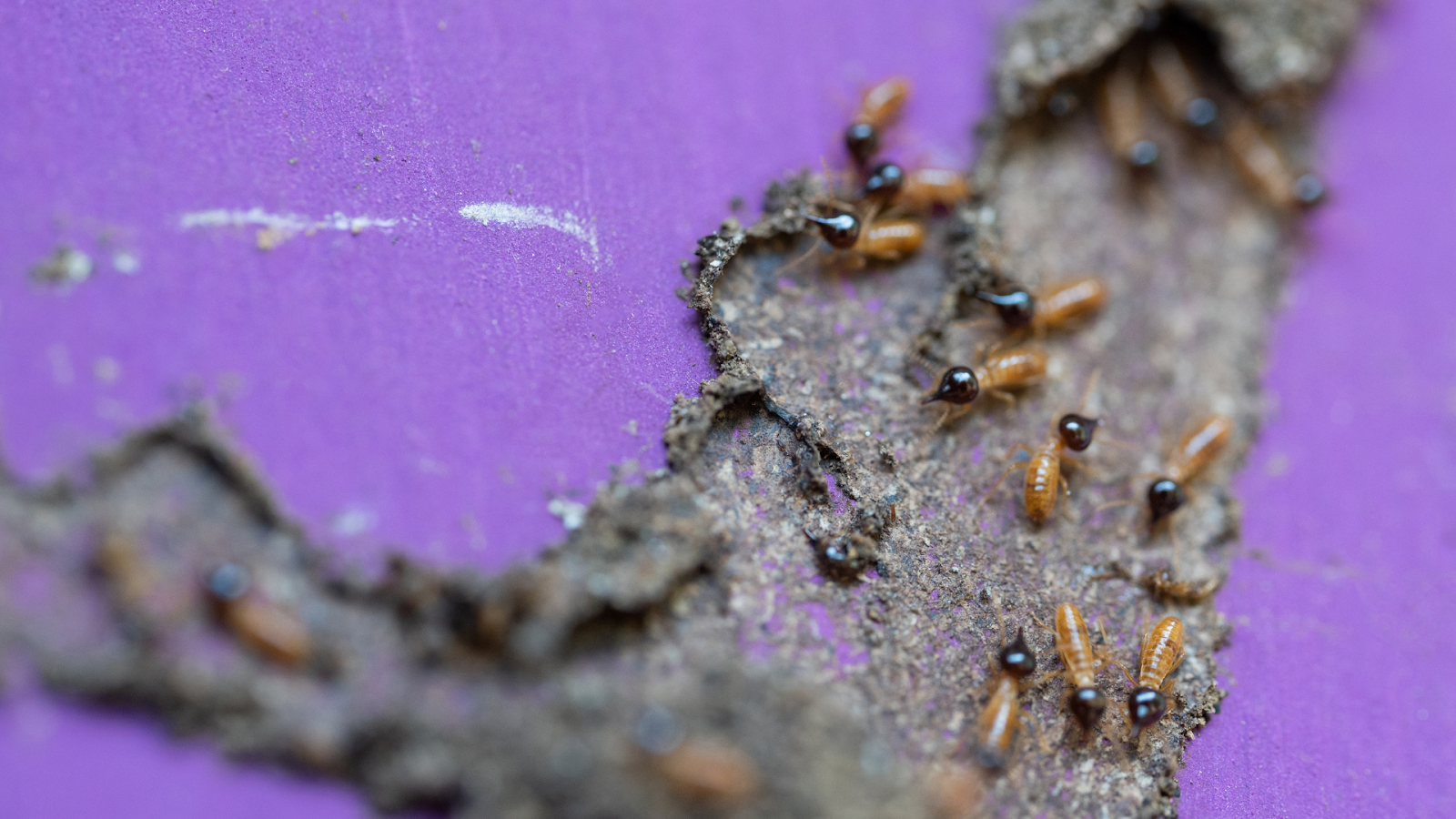Save Money With Annual Termite Treatment Services