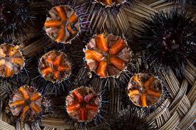 A group of sea urchins

Description automatically generated