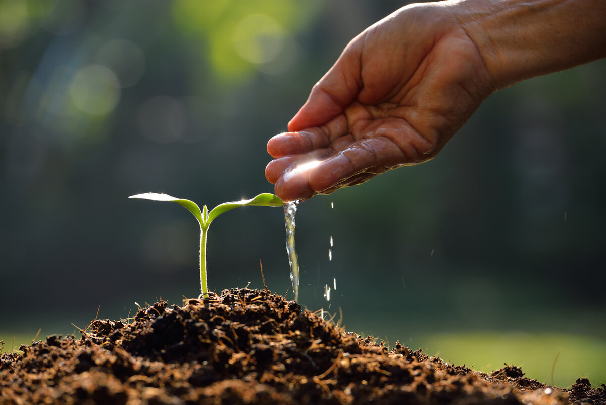 Finding Your Perfect Plant Match