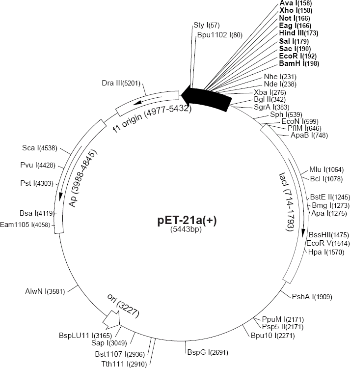 Addgene: pET-21a(+)-IS200