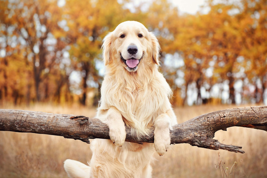 golden retriever puppies for sale