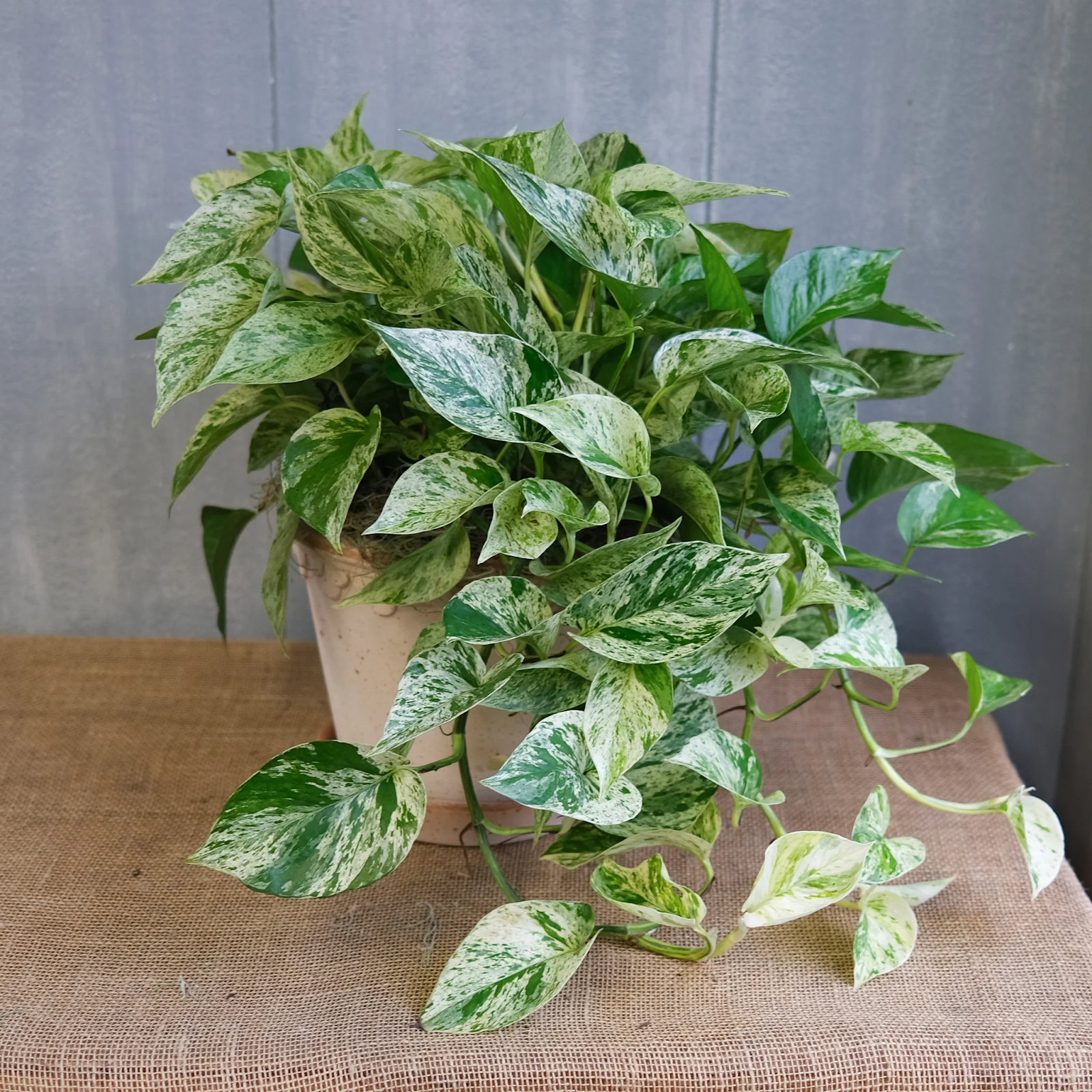 Marble Queen Pothos