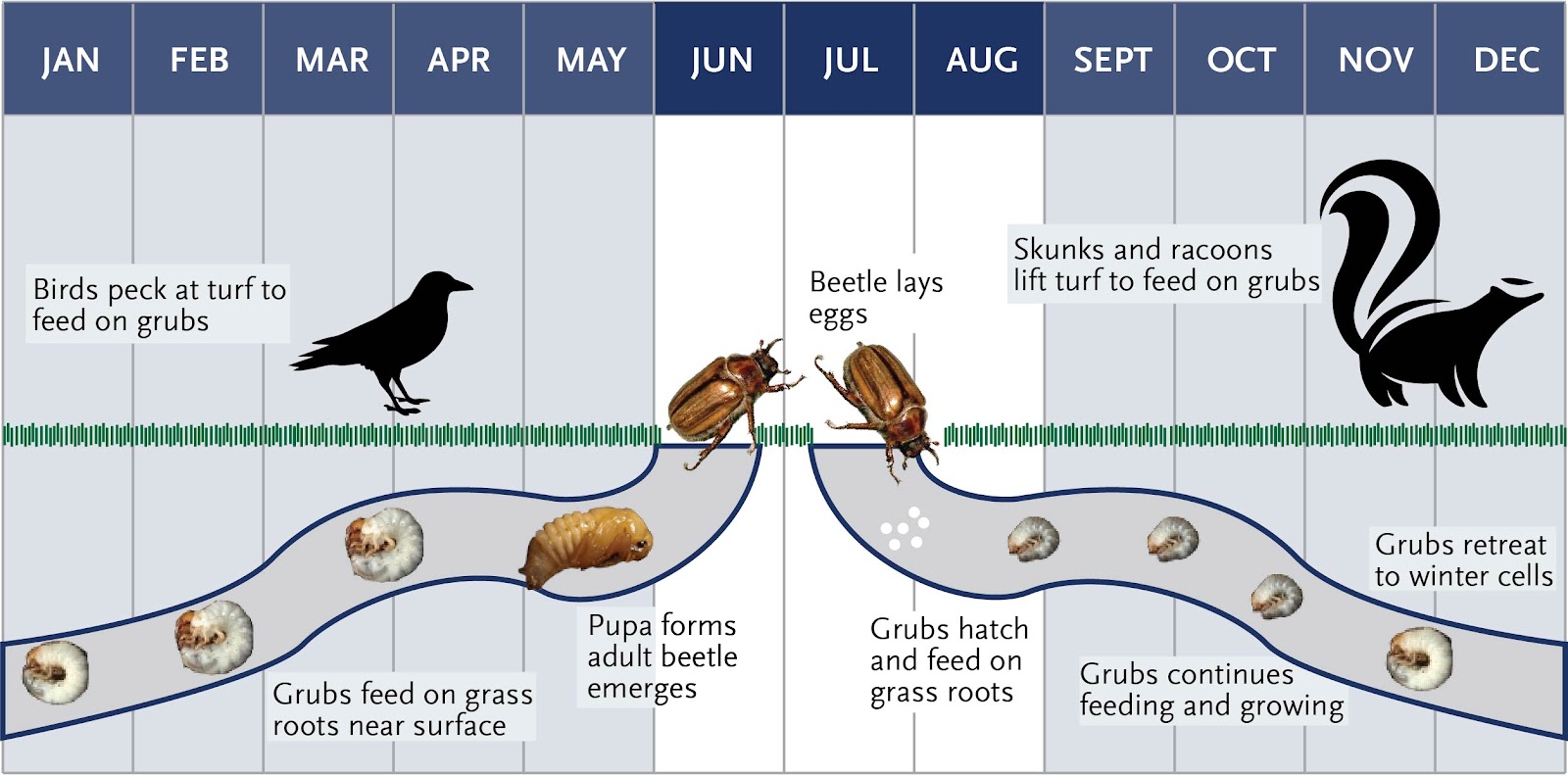 Chafer Beetle cylcle