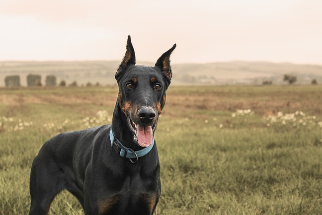 Choosing Dog Collars for Doberman Pinschers dogIDs