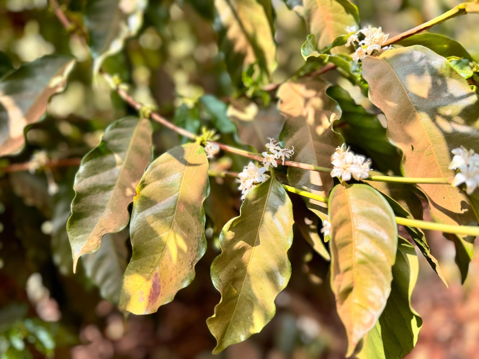 Florada do café em meio a seca no Sul de Minas