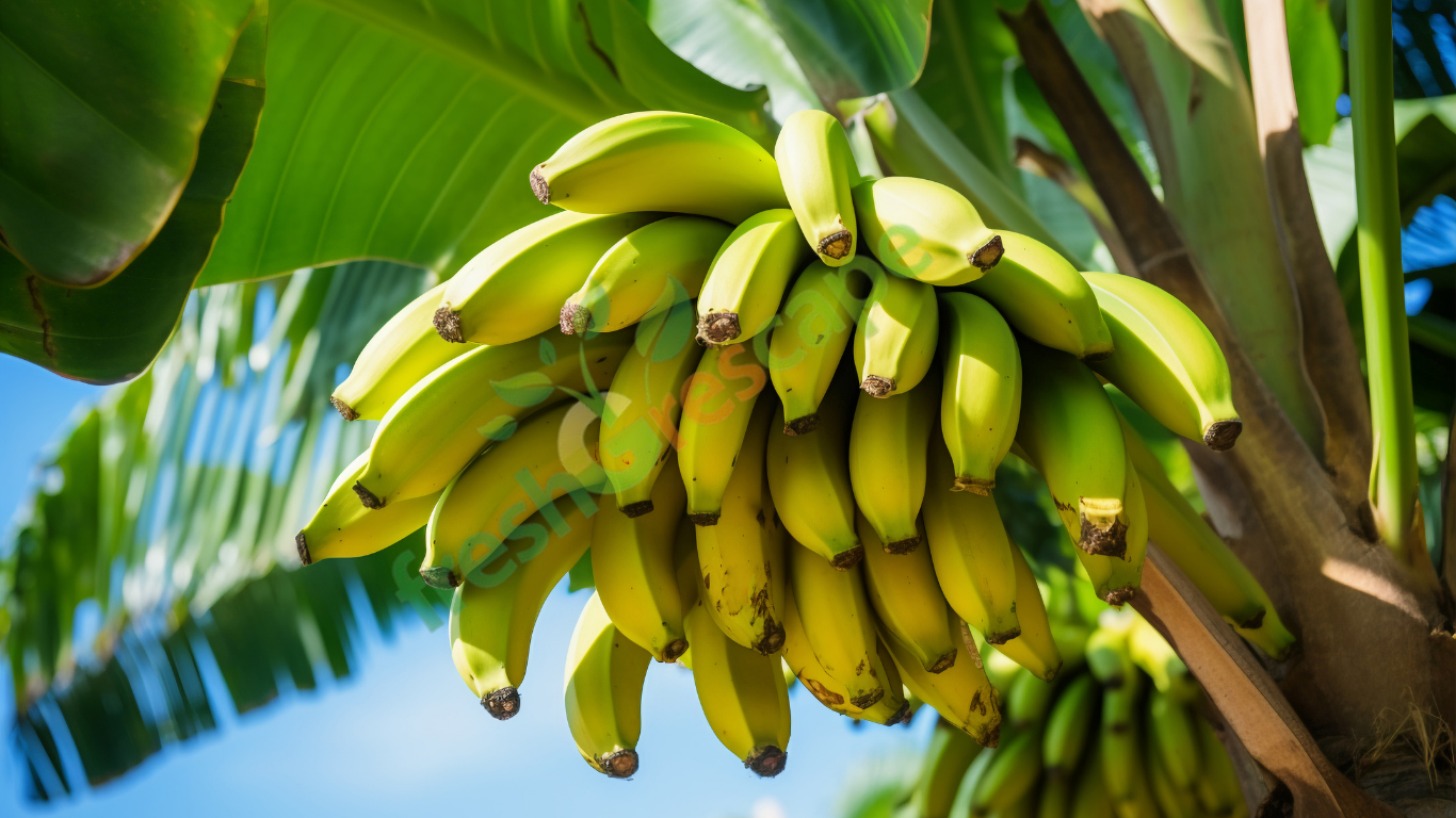 Banana