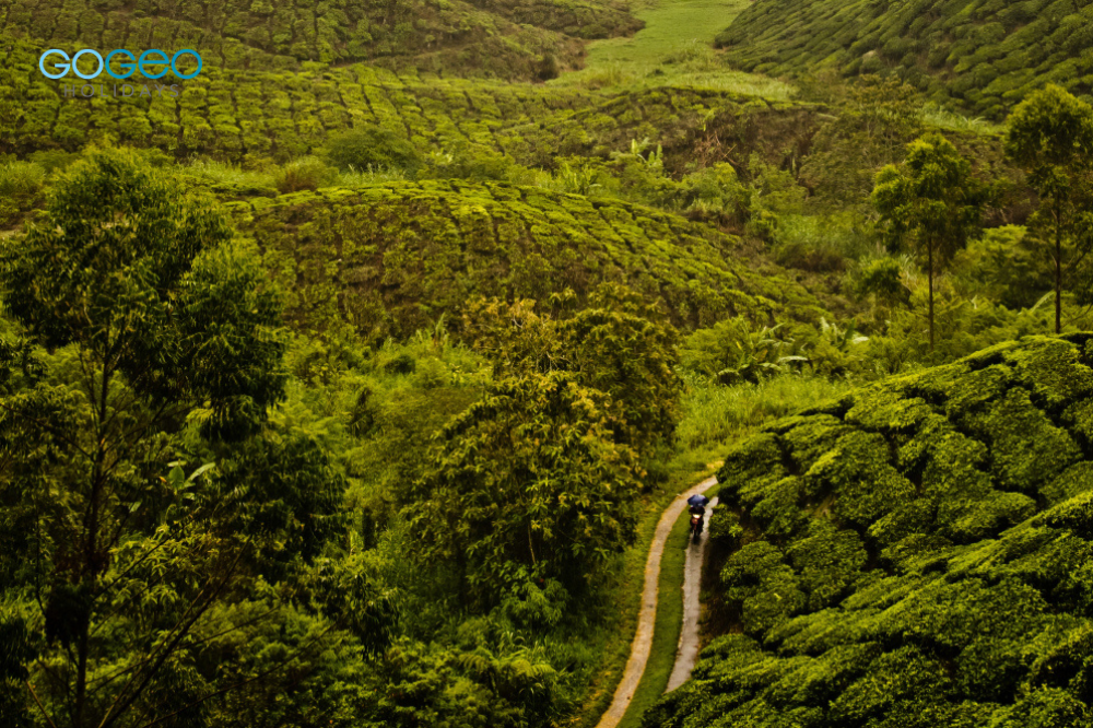 view of lush greeney of munnar