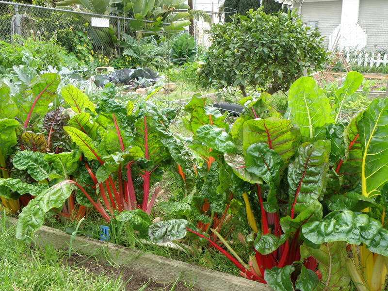 How to Grow Chard in a Home Garden