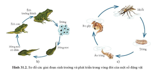 BÀI 31. SINH TRƯỞNG VÀ PHÁT TRIỂN Ở ĐỘNG VẬTMỞ ĐẦUCâu hỏi: Quan sát hình 31.1, cho biết dấu hiệu nhận biết sự sinh trưởng và phát triển ở chóĐáp án chuẩn:Dấu hiệu nhận biết sự sinh trưởng: tăng chiều cao, tăng kích thước và khối lượng cơ thể.Dấu hiệu nhận biết sự phát triển: chó mang thai và sinh con.I. CÁC GIAI ĐOẠN SINH TRƯỞNG VÀ PHÁT TRIỂN CỦA ĐỘNG VẬTCâu 1: Quan sát hình 31.1 và 31.2a. Mô tả vòng đời của các sinh vật trong hìnhb. Nhận xét về hình thái cơ thể của con non giống hay khác so với cơ thể mẹ sau khi sinh ra hoặc nở ra từ trứng ở mỗi loại động vật đó.Đáp án chuẩn:a. - Chó: Con non → Phát triển về thể chất →Thụ thai, mang bầu → Sinh ra con non.- Ếch: Trứng → nòng nọc → nòng nọc có chân → Ếch con → Ếch trưởng thành → Thụ thai và đẻ trứng- Muỗi: Trứng muỗi → Ấu trùng → Bọ gây → Muỗi → Đẻ trứngb. Ở chó thì cơ thể con non giống với mẹ, ở ếch và muỗi thì cơ thể con non khác với mẹ.Câu 2: Quan sát hình 31.1 và 31.2 trình bày giai đoạn phôi và hậu phôi của các sinh vật trong hìnhĐáp án chuẩn:- Động vật sinh con: Hợp tử → phôi → phân hoá thành các mô và cơ quan. Giai đoạn phôi diễn ra trong cơ thể mẹ, con non sinh ra giống mẹ.- Động vật đẻ trứng: Giai đoạn phôi diễn ra trong trứng đã thụ tinh. Con non sinh ra từ trứng có đặc điểm khác mẹ.II. MỘT SỐ ỨNG DỤNG SINH TRƯỞNG VÀ PHÁT TRIỂN TRONG THỰC TIỄNCâu 3: Con người vận dụng hiểu biết về sinh trưởng và phát triển ở động vật để tăng năng suất vật nuôi như thế nào? Cho ví dụ.Đáp án chuẩn:Điều hoà ánh sáng bằng cách bật bóng đèn điện cho gà để tăng năng suất gà đẻ trứng.Vận dụng 1Câu hỏi: Vì sao cần giữ vệ sinh trong chăn nuôi và tiêm phòng cho gia súc, gia cầm?Đáp án chuẩn:Ngăn chặn sự phát triển của những vi khuẩn gây bệnh, iúp vật nuôi sinh trưởng và phát triển tốt hơn, đạt năng suất cao hơn.Vận dụng 2