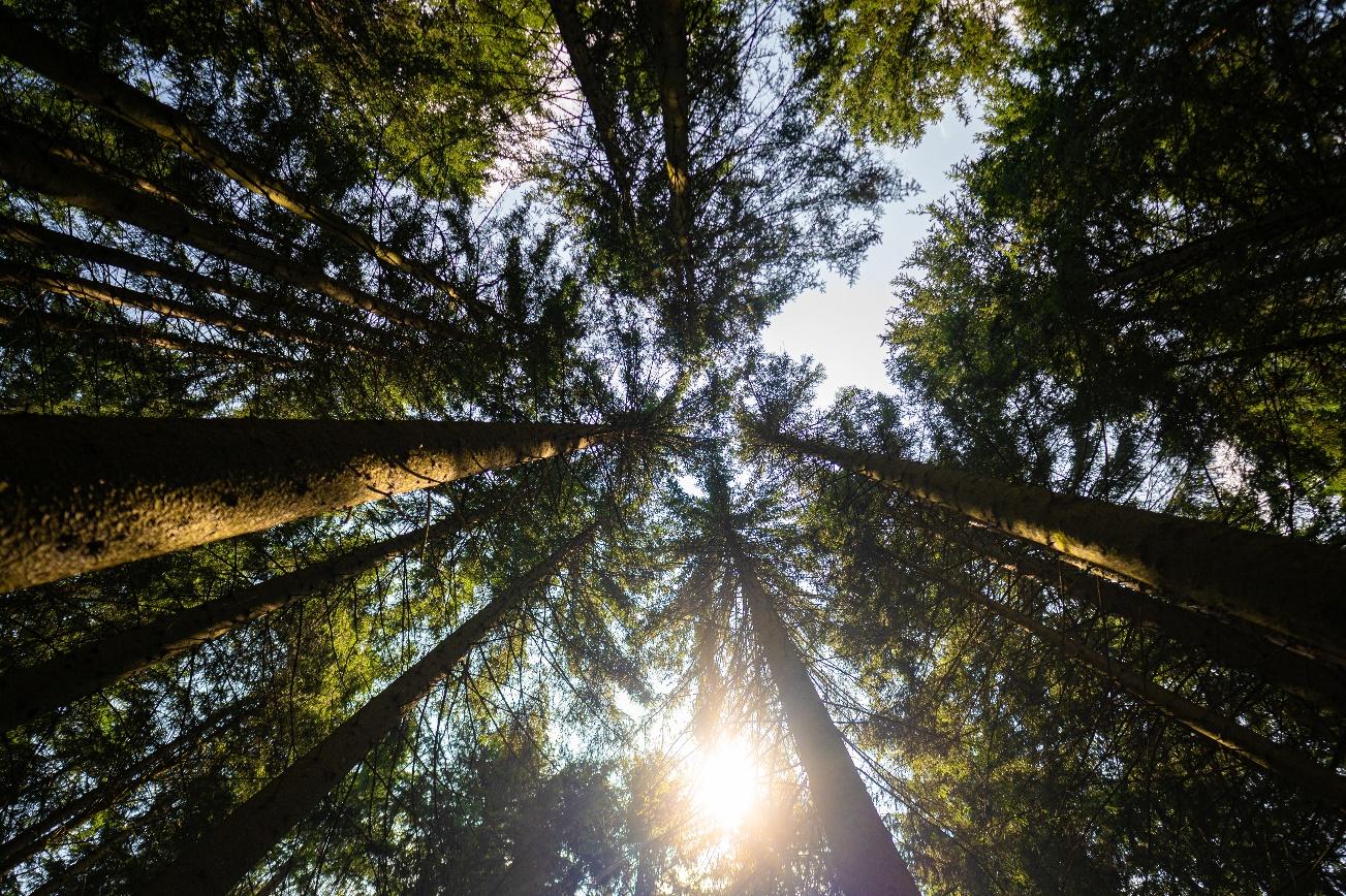Looking up at trees

AI-generated content may be incorrect.