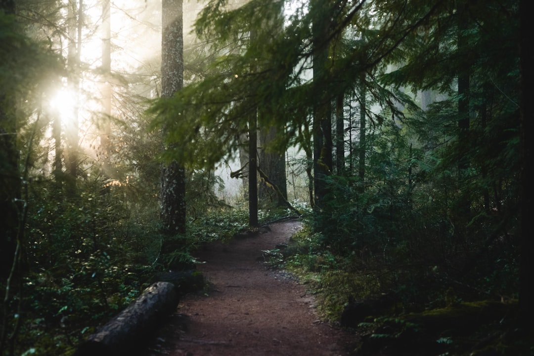 forest_trail