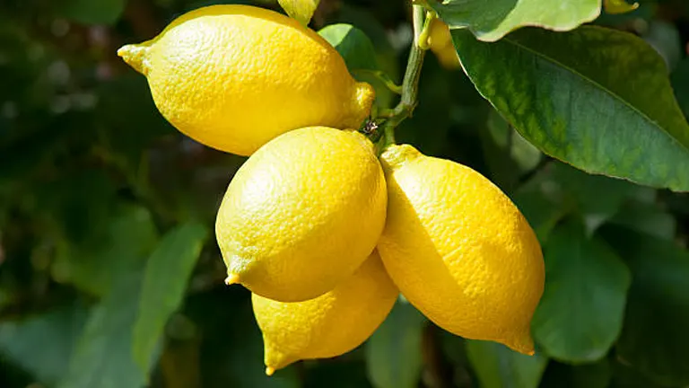 Lemon Tree Fertilizer