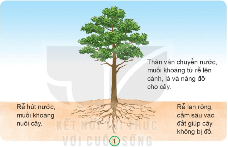 BÀI 14. CHỨC NĂNG MỘT SỐ BỘ PHẬN CỦA THỰC VẬT MỞ ĐẦUCâu hỏi: Theo em, vì sao người ta cần tưới nước cho cây?Giải nhanh:Vì cây cần nước để sinh trưởng và phát triển.KHÁM PHÁCâu hỏi: Quan sát hình 1, chỉ và nói về chức năng của rễ, thân đối với cây.Giải nhanh:Chức năng của rễ: Rễ hút nước, muối khoáng để nuôi cây,  giúp cây không bị đổ.Chức năng của thân: Thân vận chuyển nước, muối khoáng từ rễ lên cành, lá và nâng đỡ cho cây.THỰC HÀNHCâu 1: Cắm một cành hoa cúc bị héo vào lọ nước.Giải nhanh:HS tự thực hiện.Câu 2: Hãy dự đoán: Sau một thời gian, cành hoa cúc sẽ như thế nào? Em hãy giải thích vì sao.Giải nhanh:Sau một thời gian, hoa cúc đã tươi trở lại vì rễ hoa cúc hút nước, thân cây vận chuyển nước từ rễ lên cành và lá nên hoa sẽ tươi trở lại.KHÁM PHÁCâu hỏi: Quan sát hình 4 và cho biết lá cây có chức năng gì.Giải nhanh:Chức năng chính của lá cây: Quang hợpHô hấpThoát hơi nước.THỰC HÀNHCâu hỏi: Giải thích vì sao khi chụp một túi ni-lông khô, không màu lên cây, sau một khoảng thời gian, sờ vào bên trong túi thấy ẩm, ướt. Giải nhanh:Vì cây thoát hơi nước qua lá nên chúng ta sẽ thấy túi ẩm, ướt.KHÁM PHÁCâu 1: Quan sát hình 5 đến hình 9 và mô tả quá trình phát triển của cây đu đủ.Giải nhanh:Quá trình phát triển của cây đu đủ:Bước 1: Chọn hạt giống khỏe, sạch gieo trồng vào đất ẩm, tốt.Bước 2: Từ hạt giống nảy mầm và mọc lên cây con.Bước 3: Cây con phát triển và lớn dần.Bước 4: Cây ra quả non, xanh.Bước 5: Sau một thời gian, quả non chín dần và có thể thu hoạch được.Câu 2: Hoa và quả có chức năng gì đối với cây?Giải nhanh:Hoa giúp cây tạo hạt.Quả chưa hạt và khi gặp điều kiện thích hợp hạt sẽ mọc thành cây mới.THỰC HÀNHCâu hỏi: Chơi trò chơi: “Tôi là bộ phận nào của cây? Giải nhanh:Học sinh tham gia chơi trò chơi.VẬN DỤNG