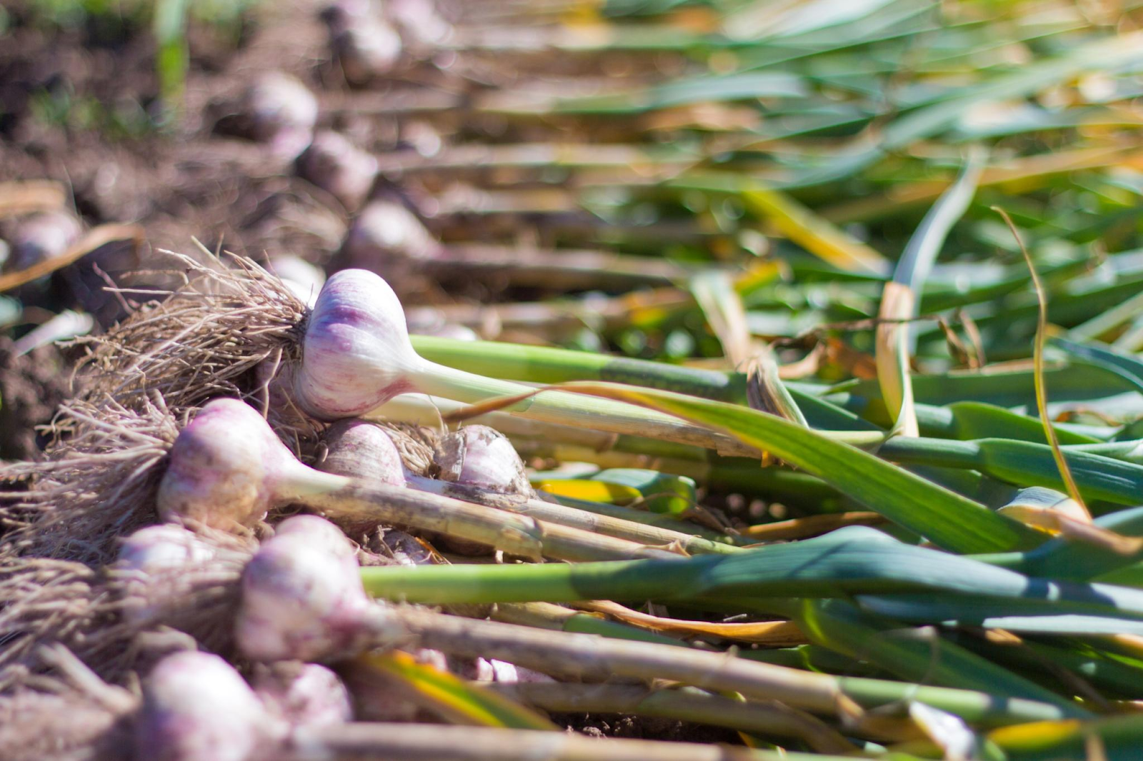 Harvesting Robust Garlic Bulbs Harvesting Robust Garlic Bulbs