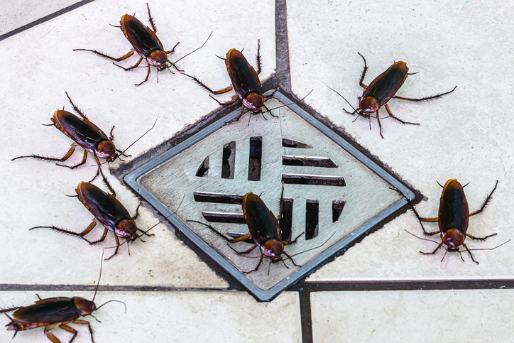 cockroaches on drain 