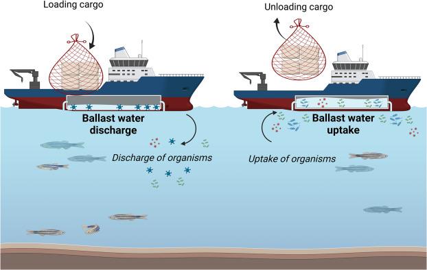 Ballast Water - an overview | ScienceDirect Topics