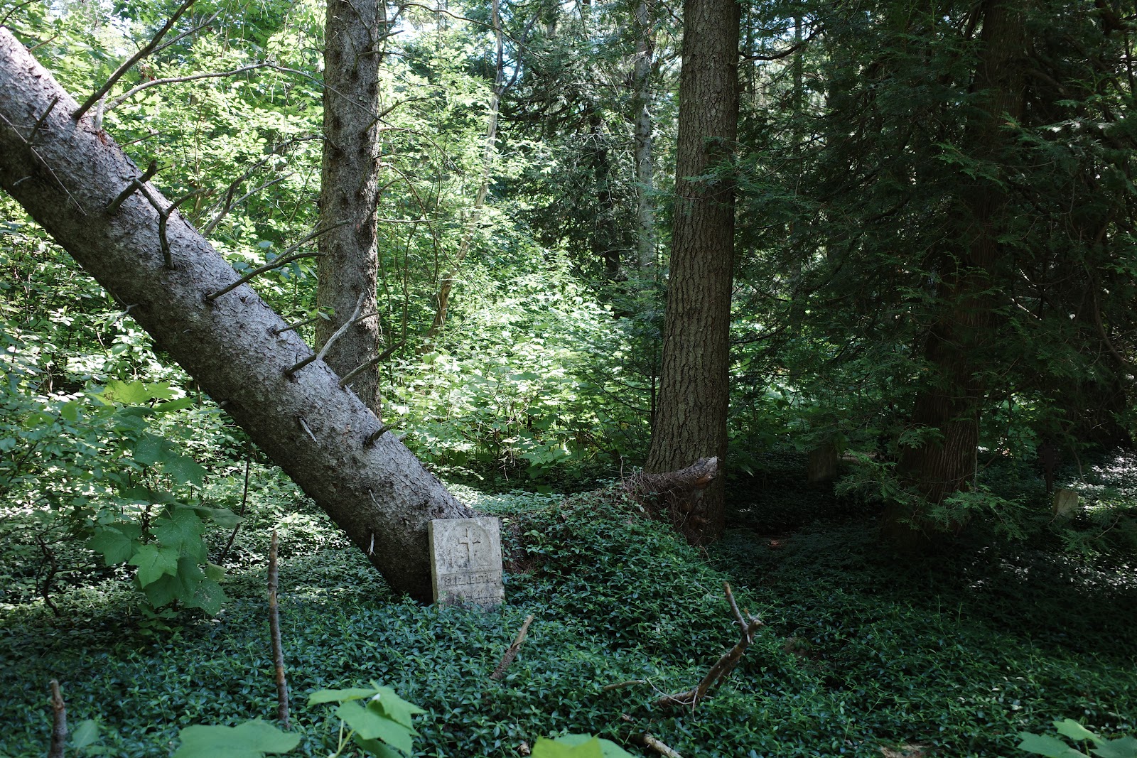 Solitary gravestone leaning against toppled tree in forest.
