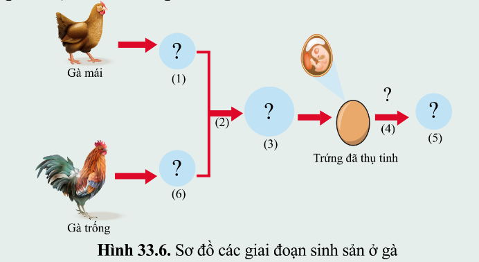 BÀI 33. SINH SẢN HỮU TÍNH Ở ĐỘNG VẬT MỞ ĐẦUCâu hỏi: Quan sát hình 32.1d và 32.3c, nêu sự khác nhau về hình thức sinh sản ở cá và sao biển. Cho biết tên hình thức sinh sản của cáĐáp án chuẩn:Ở cá, các cá thể mới được tạo ra nhờ sự kết hợp giữa con đực và cái qua thụ tinh. Ở sao biển, cá thể mới được tạo ra không có sự kết hợp giữa con đực và con cái. I. KHÁI NIỆM SINH SẢN HỮU TÍNHCâu 1: Lập bảng so sánh sinh sản vô tính và hữu tính theo gợi ý.Đáp án chuẩn:Giống: tạo ra các cá thể mới từ các thể ban đầuKhác:II. SINH SẢN HỮU TÍNH Ở THỰC VẬT CÓ HOACâu 2: Quan sát hình 33.1, mô tả các bộ phận của hoa lưỡng tính.Đáp án chuẩn:Đài hoa, cánh hoa, nhị hoa, nhuỵ hoa, noãn hoaCâu 3: Quan sát hình 33.2, nêu đặc điểm của hoa đơn tính. Phân biệt hoa đơn tính với hoa lưỡng tínhĐáp án chuẩn:Đặc điểm: chỉ chứa duy nhất một cơ quan sinh sản là đực hoặc cái. Phân biệt: + Hoa đơn tính chứa các cơ quan sinh sản đực và cái trong hoa riêng biệt. + Hoa lưỡng tính chứa các cơ quan sinh sản đực và cái trong cùng một bông hoa.Câu hỏi 1: Hãy lấy thêm ví dụ về hoa đơn tính và hoa lưỡng tính.Đáp án chuẩn:Hoa đơn tính: hoa bưởi, hoa cam, hoa lúa, hoa chuối,…Hoa lưỡng tính: hoa mướp, hoa bí, hoa ngô, hoa su su,…Vận dụng 1Câu hỏi: Quan sát 3-5 bông hoa của các loài cây khác nhau, xác định các bộ phận cấu tạo của hoa. Lập bảng về các đặc điểm mỗi bộ phận theo gợi ý trong bảng 33.2.Đáp án chuẩn:Tên loài hoaMàu sắc hoaSố cánh hoaSố nhị hoaNhụy hoa (có/không)Hoa đơn tính/lưỡng tínhHoa bưởiTrắng525,8 ± 1,15 nhị/hoaKhôngĐơn tínhHoa hồngĐỏ35Nhiều nhịCóLưỡng tínhHoa senHồng8Nhiều nhịCóLưỡng tínhCâu 4: Quan sát hình 33.3, nêu sự khác nhau giữa tự thụ phấn và thụ phấn chéo.Đáp án chuẩn:Tự thụ phấn là quá trình giao phối xảy ra ở giữa hai bông hoa của cùng một cây. Thụ phấn chéo là quá trình lai xa giữa hai loài thực vật cùng loài và các loài hoa khác nhau. Câu 5: Lấy ví dụ về hoa thụ phấn nhờ gió, nhờ sâu bọ, nhờ con người.Đáp án chuẩn:Hoa thụ phấn nhờ gió: ngô, hoa bồ công anh, lúa.Hoa thụ phấn nhờ sâu bọ: hoa cam, bưởi.Hoa thụ phấn nhờ con người: hoa bí, bầu, mướp.Câu hỏi 2: Giải thích vì sao phải bảo vệ một số loài côn trùng thụ phấn cho câyĐáp án chuẩn:Vì có những loài thực vật không thể tự thụ phấn được mà cần nhờ đến các loài côn trùng.Vận dụng 2Câu hỏi: Vì sao ở các vườn trồng cây như nhân, vải, xoài người ta thường kết hợp nuôi ong? Đáp án chuẩn:Vì ong giúp thụ phấn cho cây, giúp tăng số lượng hoa được thụ phấn; còn có thể lấy mật.Câu 6: Quan sát hình 33.4 trình bày sự hình thành quả cà chuaĐáp án chuẩn:Sau khi được thụ tinh noãn phát triển thành hạt và bầu nhuỵ phát triển thành quả chứa hạt. Hạt chứa phôi phát triển thành cơ thể mới.Câu hỏi 3: Trình bày quá trình thụ phấn, thụ tinh và sự hình thành hạt, quả.Đáp án chuẩn:- Thụ phấn: là quá trình hạt phấn được chuyển từ nhị đến đầu nhụy. - Thụ tinh: là quá trình kết hợp giữa giao tử đực và giao tử cái tạo hợp tử.- Sự hình thành hạt, quả: noãn phát triển thành hạt và bầu nhụy phát triển thành quả chứa hạt.Vận dụng 3Câu 1: Nêu vai trò của quả và hạt đối với thực vật, động vật và con ngườiĐáp án chuẩn:Bảo vệ hạt, hấp dẫn động vật ăn quả giúp cho sự phát tán nòi giống, nguồn cung cấp chất dinh dưỡng quan trọng cho con người.Tìm hiểu thêm: Tìm hiểu cơ chế lớn lên của quả.Đáp án chuẩn:Sau khi thụ tinh xong thì phôi phát triển thành hạt và bầu lớn lên thành quả. III. SINH SẢN HỮU TÍNH Ở ĐỘNG VẬTCâu 7: Mô tả khái quát quá trình sinh sản hữu tính ở động vật. Lấy ví dụ ở động vật đẻ con và động vật đẻ trứngĐáp án chuẩn:- Sinh sản hữu tính: Hình thành tinh trùng và hình thành trứng → thụ tinh → hợp tử → phôi → cơ thể mới.- Ví dụ:+ Động vật đẻ con: Chó đực và cái giao phối + Động vật đẻ trứng: Gà trống và gà mái giao phối Câu hỏi 4: Lấy ví dụ động vật đẻ trứng, động vật đẻ con và cho biết các giai đoạn của quá trình sinh sản ở động vật đó.Đáp án chuẩn:- Động vật đẻ trứng: gà, vịt,… → Các giai đoạn: Con đực và con cái giao phối → hợp tử nằm trong trứng đã được thụ tinh → đẻ ra ngoài, ấp đủ nhiệt độ → phôi → cơ thể mới → phá vỡ vỏ trứng chui ra.- Động vật đẻ con: lợn, chó,… → Các giai đoạn: Con đực và cái giao phối → hợp tử → phôi → cơ thể mới → con non sẽ được đẻ ra ngoài.Câu 8: Quan sát hình 33.5, nêu các giai đoạn của quá trình sinh sản ở người.Đáp án chuẩn:Tinh trùng ở giới nam kết hợp với trứng ở giới nữ được thụ tinh thành hợp tử → phôi thai → em bé hoàn thiện và được sinh ra.Luyện tập: Cho các từ, cụm từ: trứng, gà con, ấp trứng, thụ tinh, tinh trùng, hợp tử. Sử dụng các từ đã cho để hoàn thành sơ đồ các giai đoạn sinh sản ở gà.Đáp án chuẩn:(1) trứng(2) thụ tinh(3) hợp tử(4) ấp trứng(5) gà con(6) tinh trùngVận dụng 4Câu hỏi: Nêu ưu điểm của việc mang thai và sinh con ở động vật có vú so với đẻ trứng ở các loài động vật khác.Đáp án chuẩn:Giúp phôi được nuôi dưỡng và bảo vệ tốt, chất dinh dưỡng từ cơ thể mẹ được vận chuyển qua nhau thai để nuôi dưỡng bào thai.Câu 9: Nêu một số ứng dụng sinh sản hữu tính trong thưc tiễn và cho ví dụ minh hoạĐáp án chuẩn:Lai tạo và chọn lọc những giống lúa, ngô cho năng suất cao, bò cho sữa với chất lượng tốt, lợn cho tỉ lệ nạc cao.Vận dụng 5