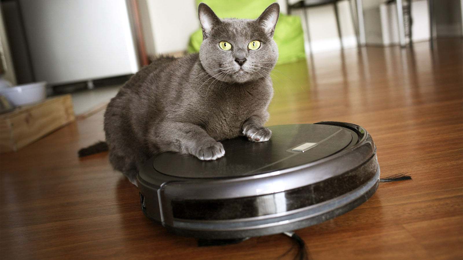 Avoid harmful cleaning products to protect your pet’s health.