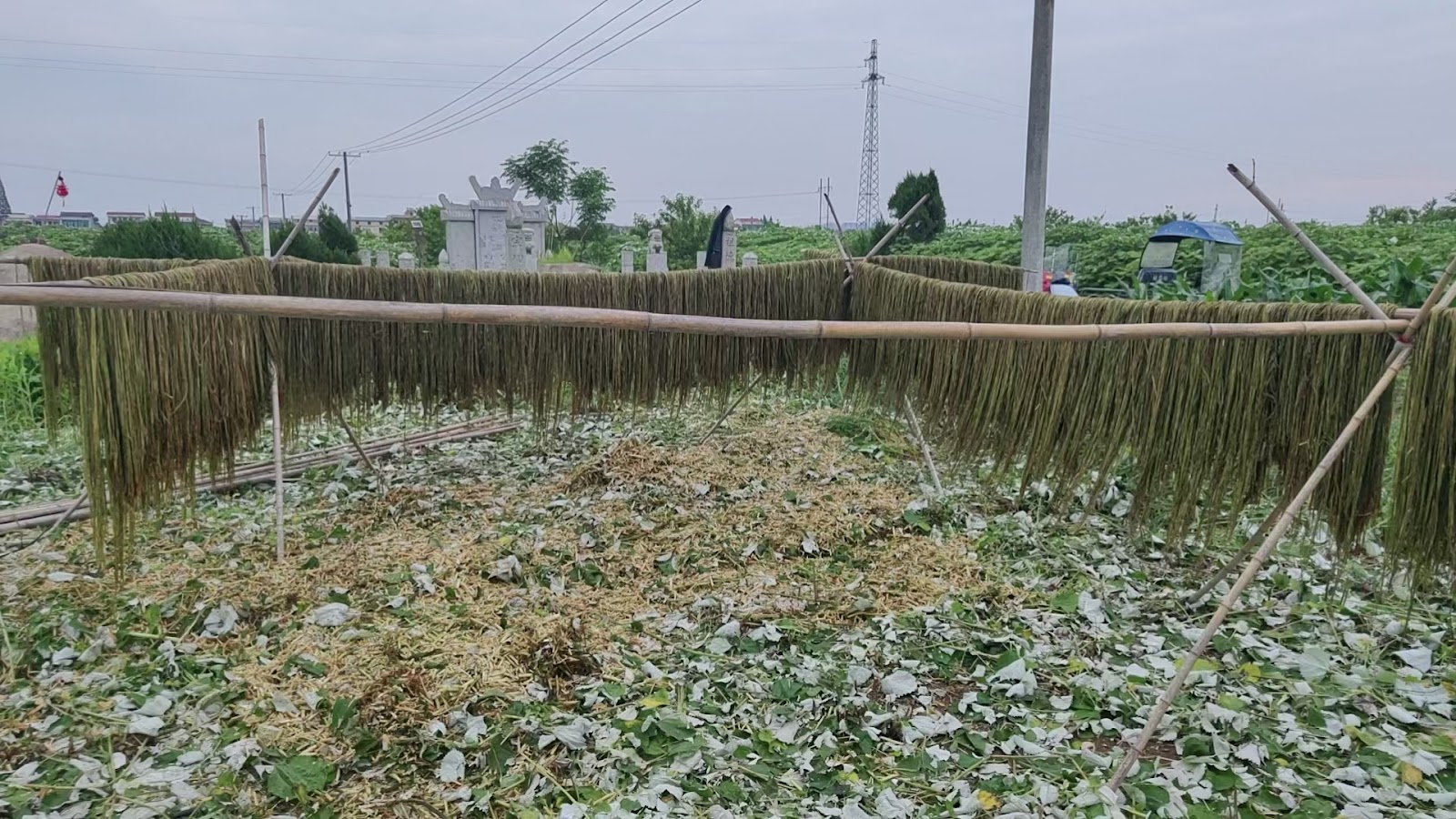 Ramie stalks with leaves removed, being dried in the sun