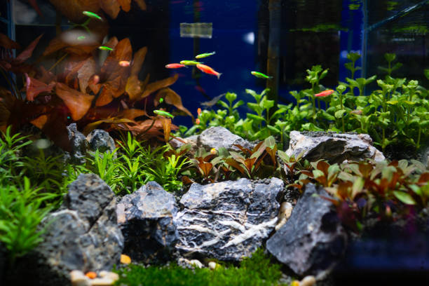 Planted aquarium with vibrant green plants and decorative slate rocks creating a natural aesthetic.