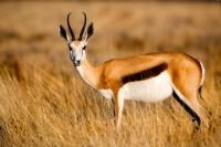 Antelope animal