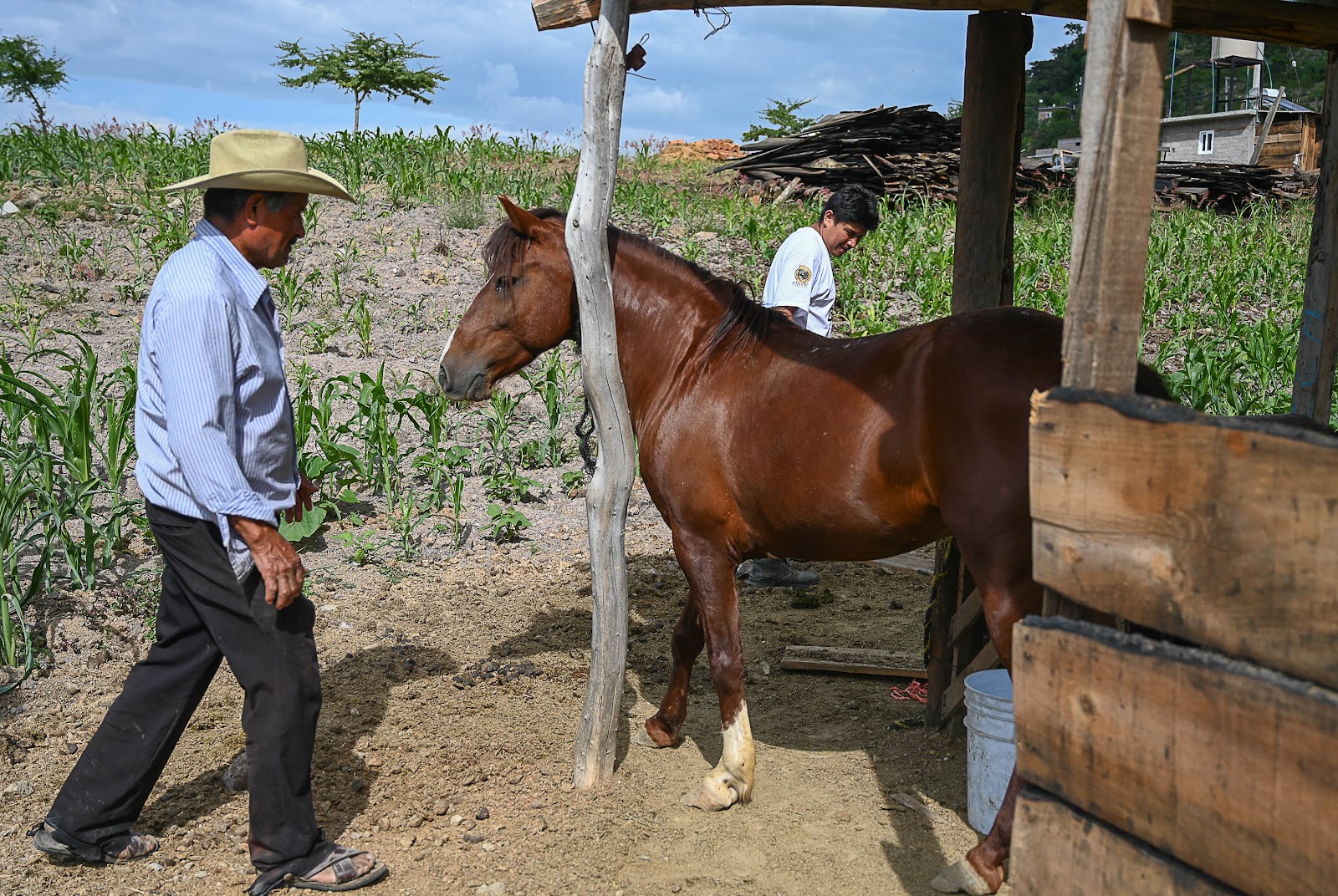 Caring for animals like family is part of the sustainable mezcal ethos at Geü Beez