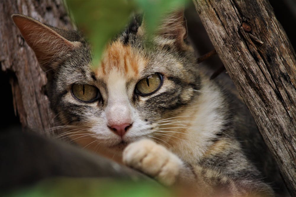 Brown Tabby Cat on Brown Tree Branch