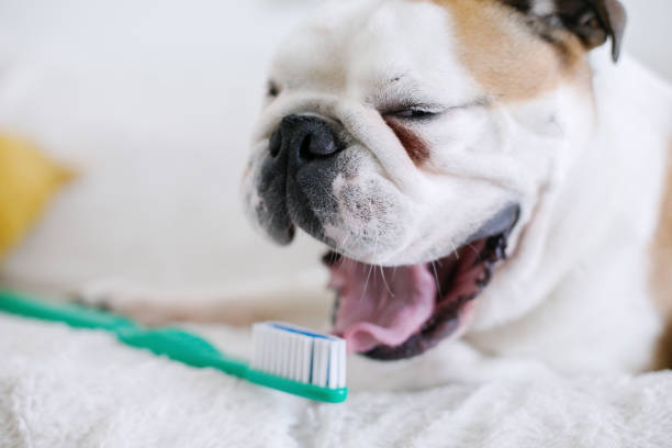 How to Brush a Dog's Teeth