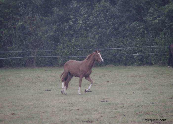 Rain Related Health Concerns for Horses