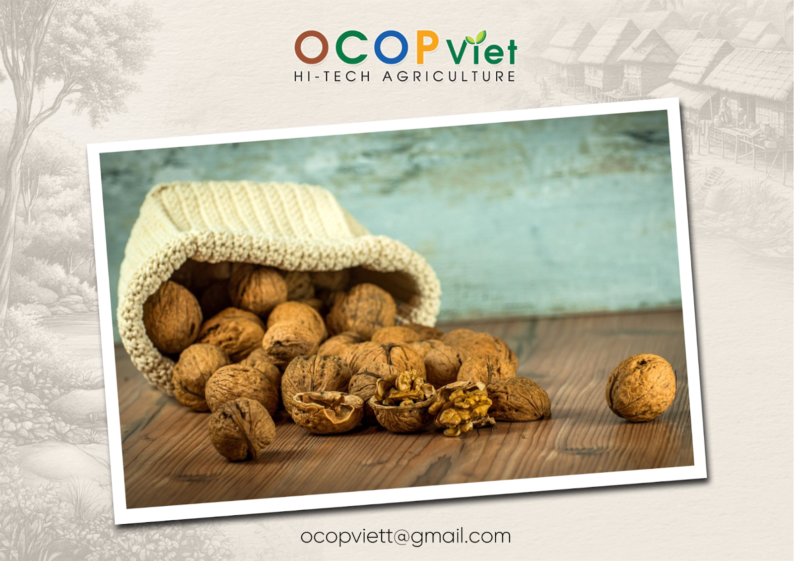 ăn quả óc chó có tốt không