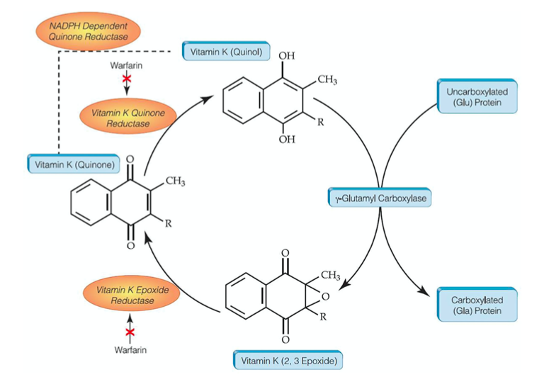 A diagram of a complex of vitamins

Description automatically generated