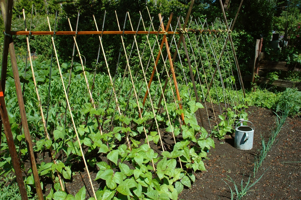 Make Trellis for Green Beans